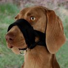 Trixie muselière sangle nylon avec doublure souple pour chien XL- La Compagnie des Animaux