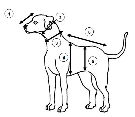 Prendre les mensurations d'un chien